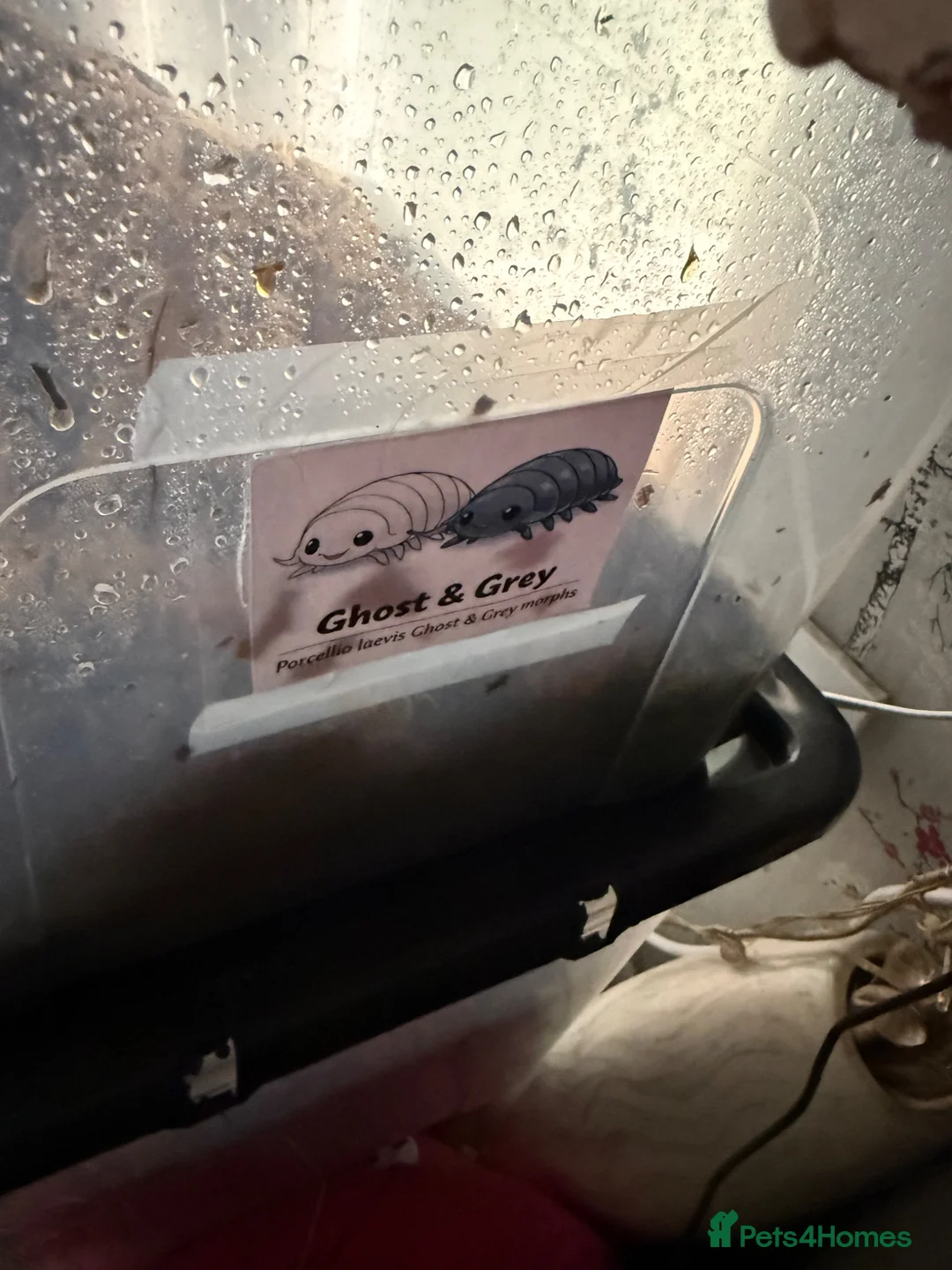 Isopods invertebrates for sale: Lots of Mixed isopods  - Advert 2
