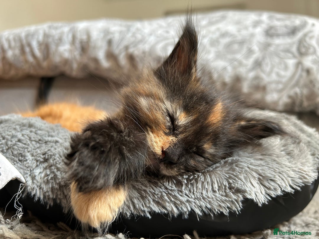 Maine Coon cats for sale: GCCF Maine Coon Kittens-Champion and Russian lines in Swindon - Image 31