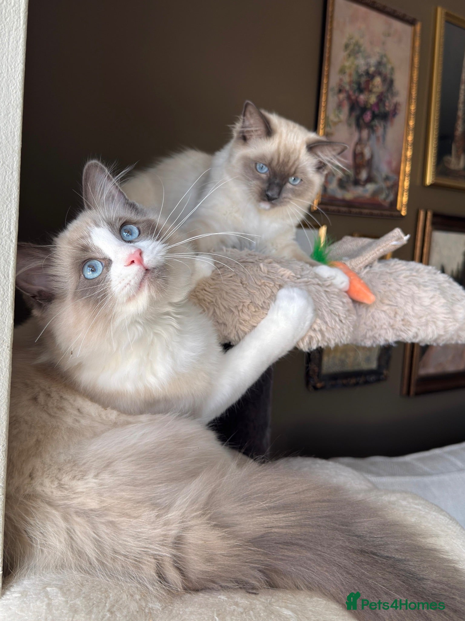 Ragdoll cats Purebred Ragdolls Ready To Leave  - Advert 1