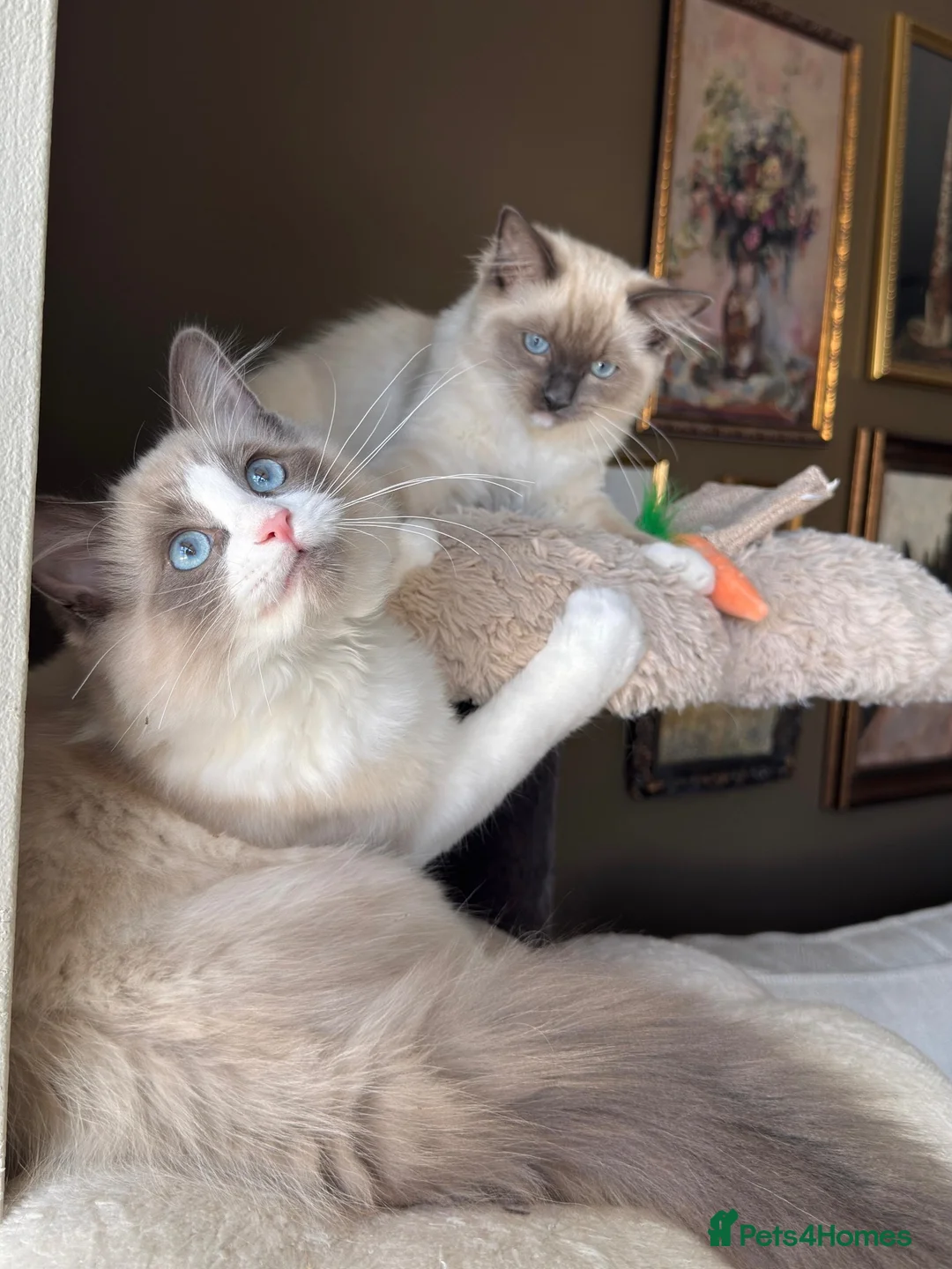 Ragdoll cats for sale: European ragdolls Ready to leave! - Advert 2