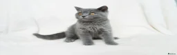 British Shorthair cats for sale: Blue British Shorthair 2 Kittens Left **MUST SEE** - Advert 9