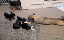 French Bulldog dogs for sale: French bulldog puppies for sale - Image 1