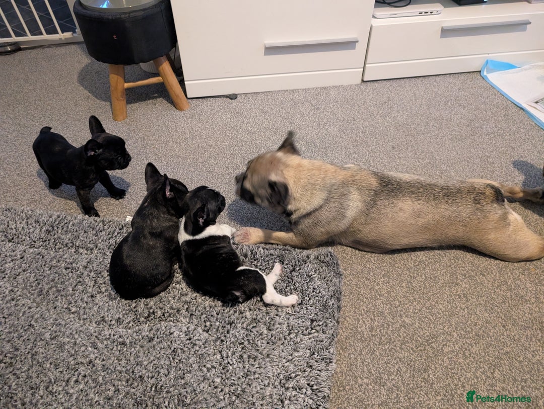 French Bulldog dogs for sale: French bulldog puppies for sale - Image 1