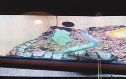 Snake reptiles for sale: Royal python snake  - Image 2