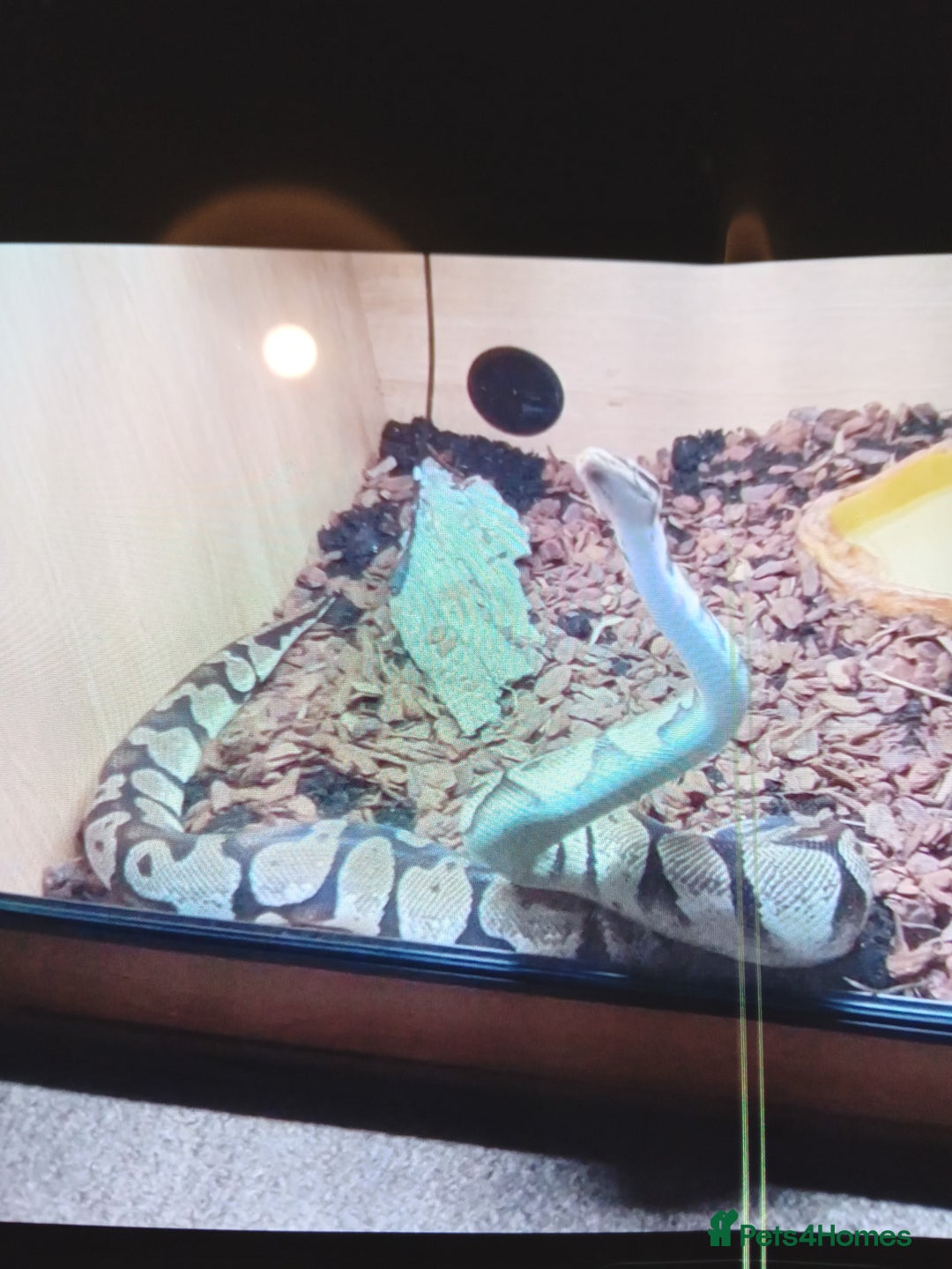 Snake reptiles for sale: Royal python snake  - Image 2