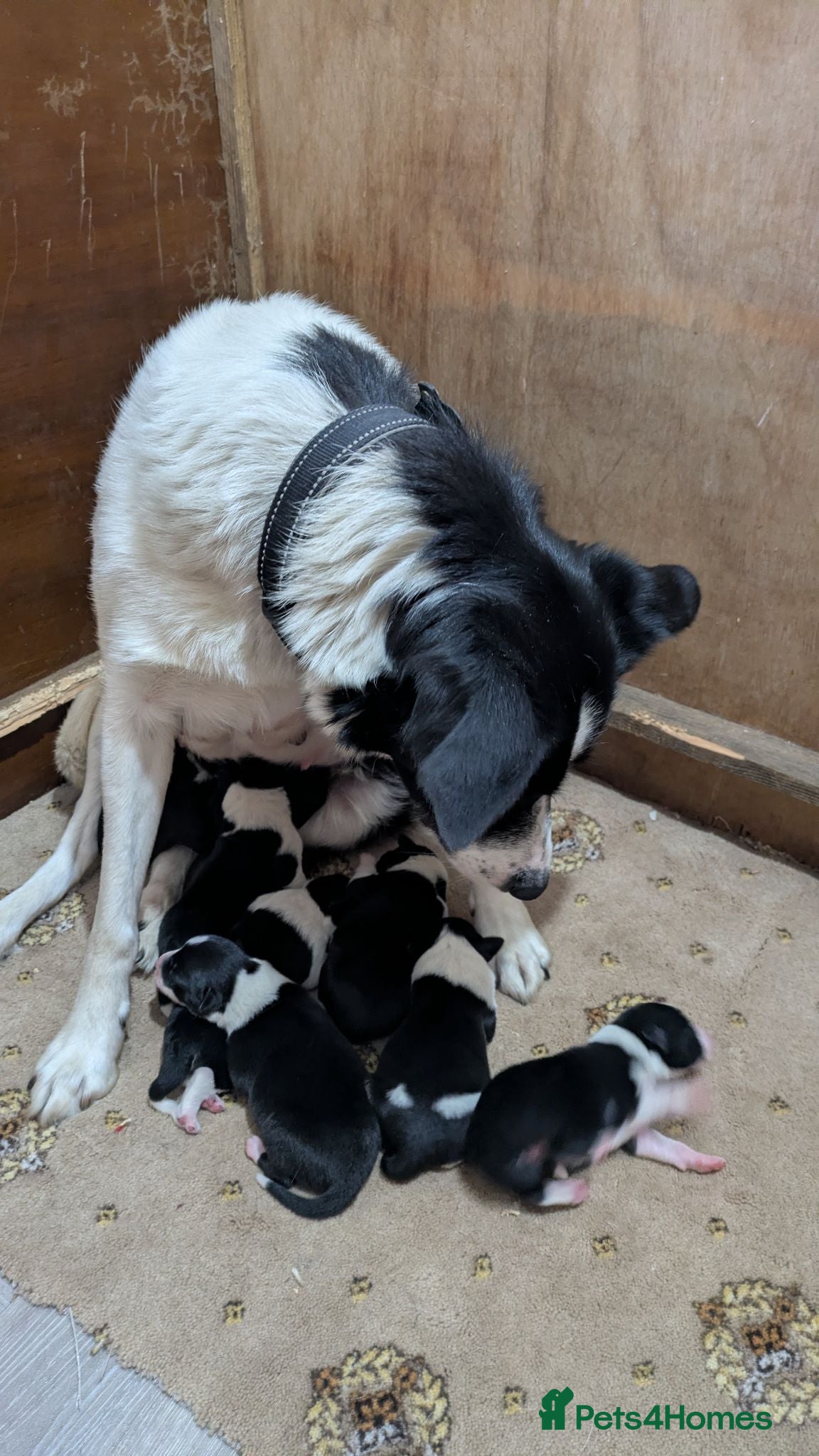 Border Collie dogs Collie pups from working strain - Advert 2