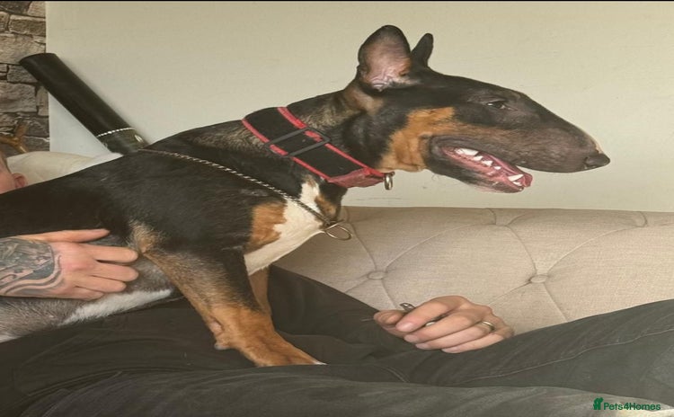 Miniature Bull terrier dogs - Advert 1