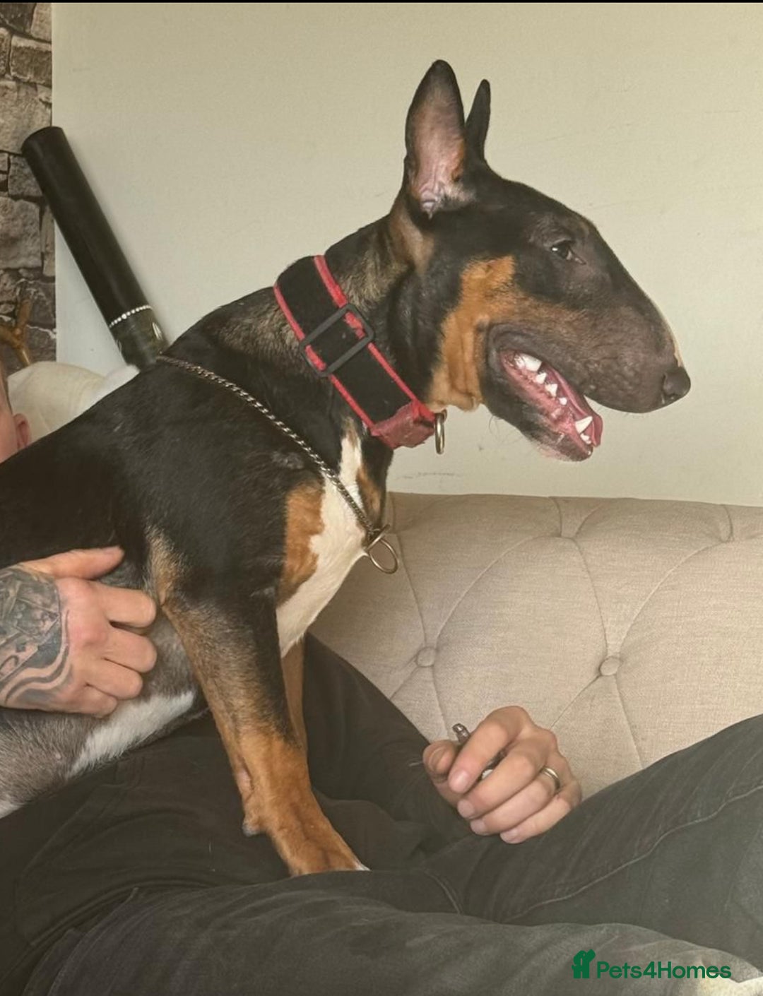 Miniature Bull terrier dogs for sale: Stunning Tri colored female bull terrier  - Image 1