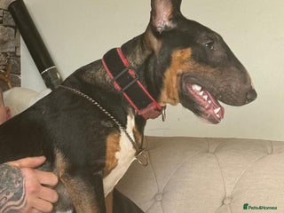 Miniature Bull terrier dogs for sale - Advert 1