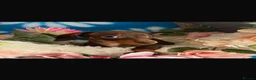 Dachshund dogs for sale: Dachshund Puppies in Chatteris - Advert 7