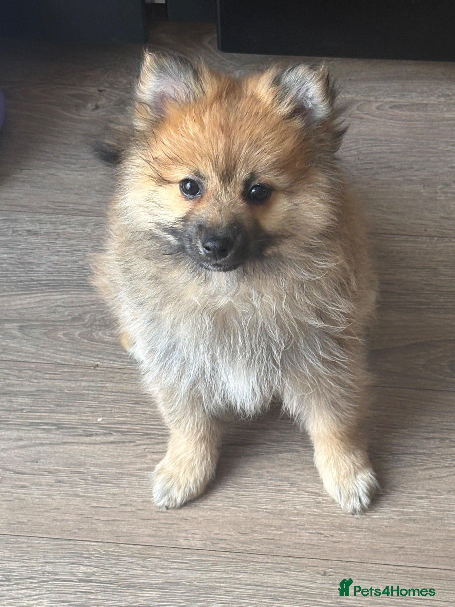 Pomeranian dogs REDUCED! 1 GIRL POMERANIAN AVAILABLE - Advert 7