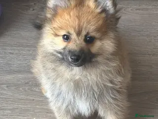 Pomeranian dogs REDUCED! 1 GIRL POMERANIAN AVAILABLE - Advert 4