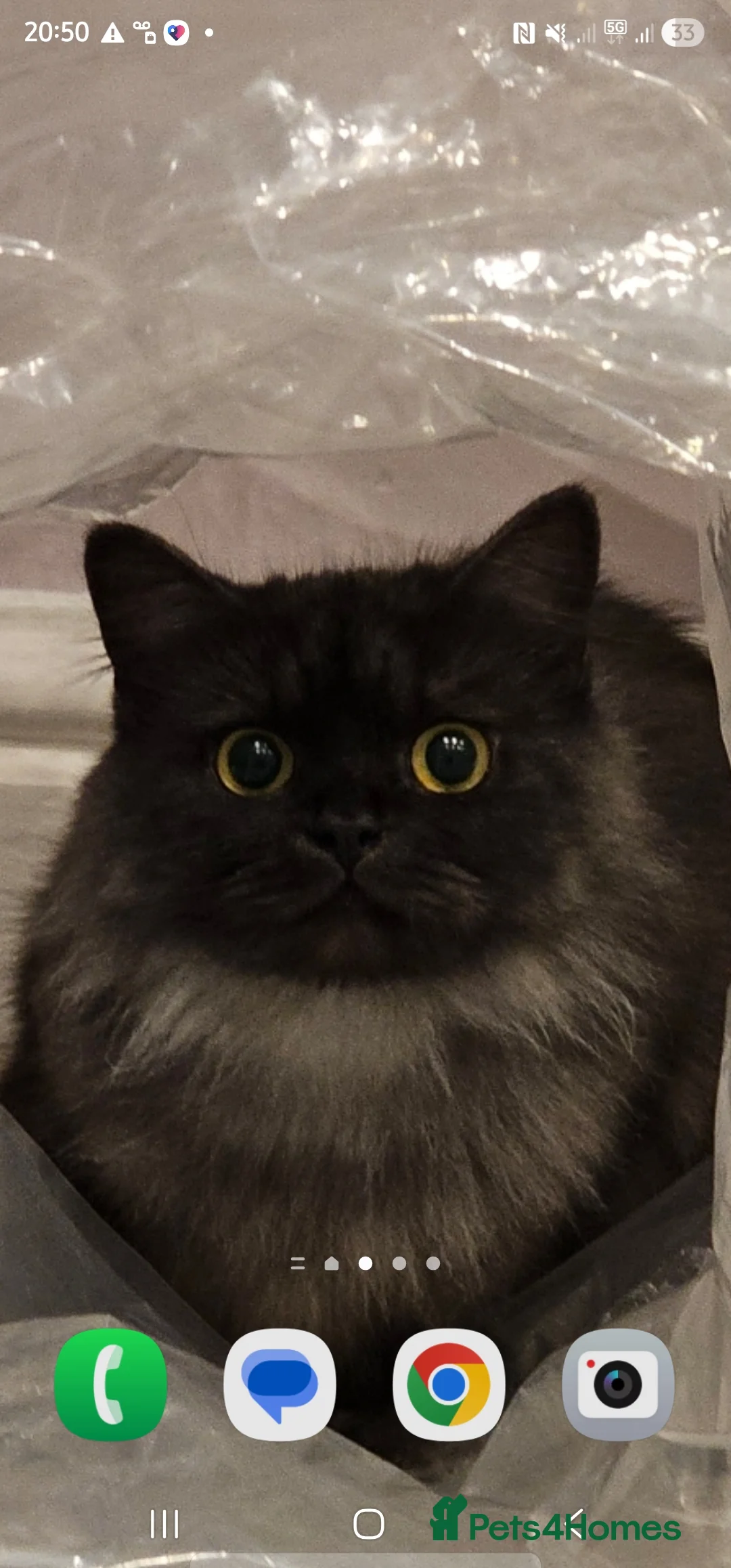 Mixed Breed cats for sale: Shaddow in Ashton-under-Lyne - Advert 2