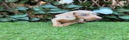 Miniature Dachshund dogs for sale: BEAUTIFUL TINY MINIATURE DASCHUNDS DAPPLE  - Advert 5
