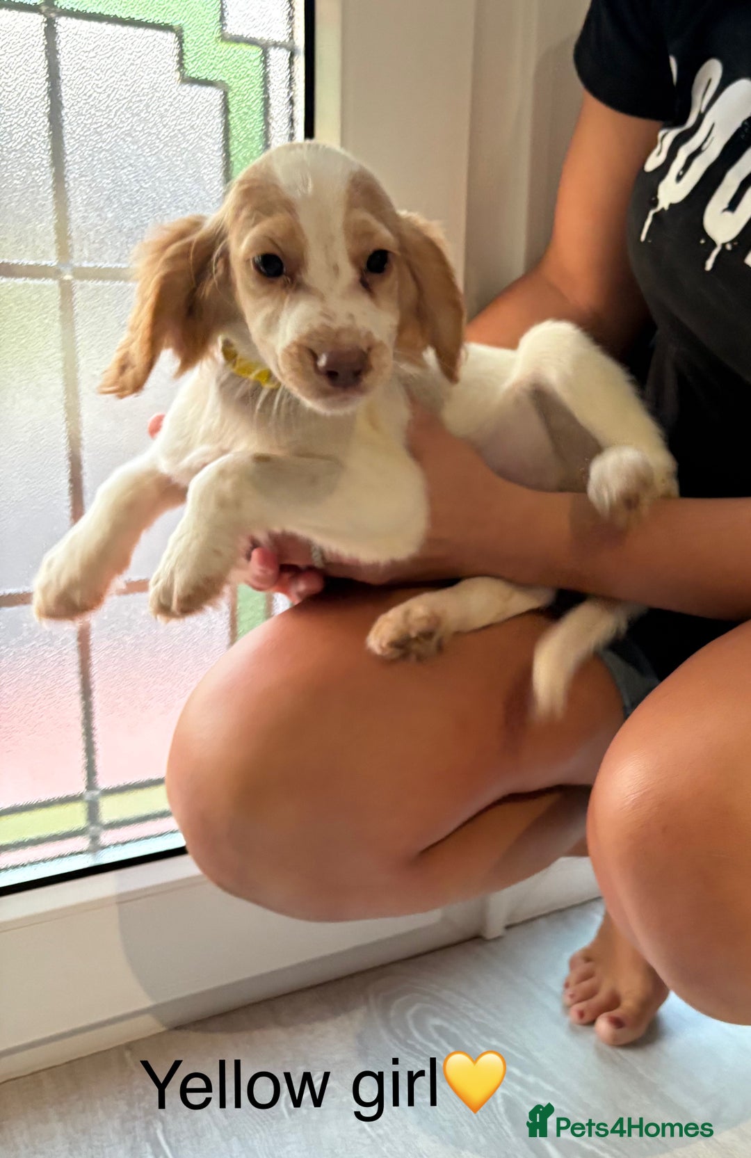 Cocker Spaniel dogs for sale: (2 left) Working cocker Spaniels - Image 6