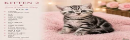 Mixed Breed cats for sale: Beautiful Silver Tabby Kittens, Ready 17th July  - Advert 5