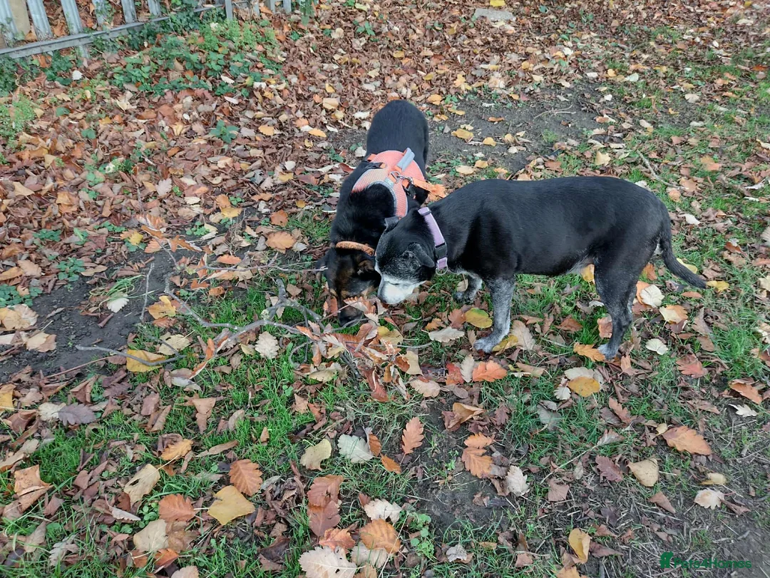 Mixed Breed dogs for adoption: Bumble for adoption - Advert 7