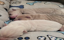 Shar Pei dogs for sale: Shar Pei Puppies - Image 10