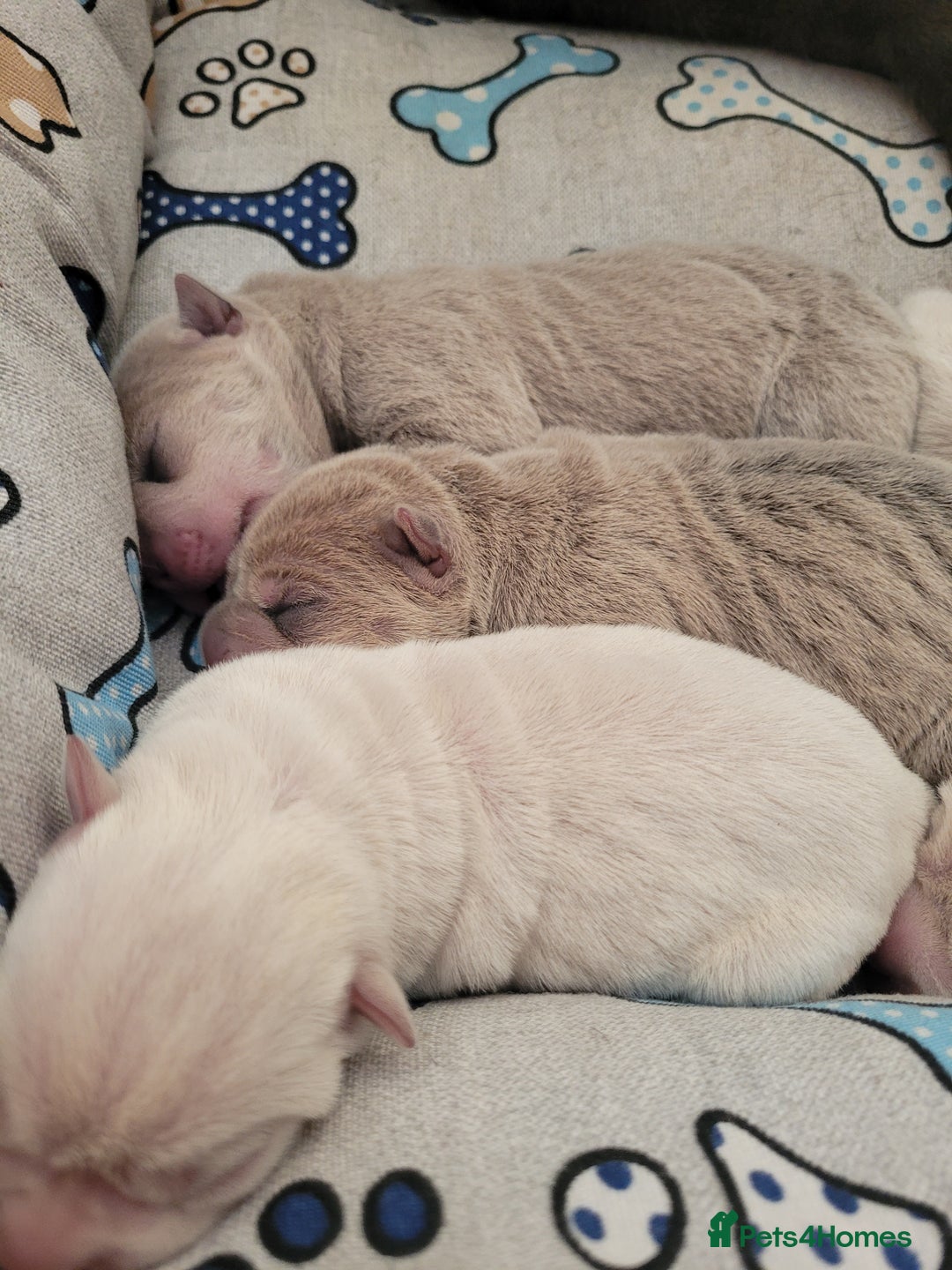 Shar Pei dogs for sale: Shar Pei Puppies - Image 10