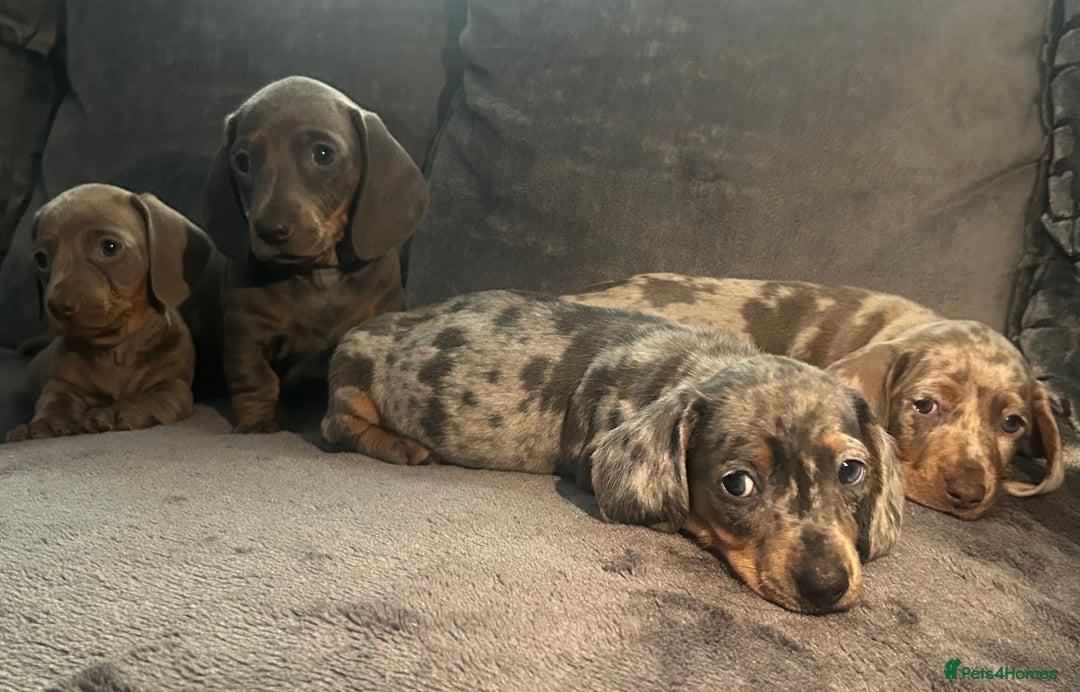 Miniature Dachshund dogs for sale: miniature dachshund puppies - Advert 34