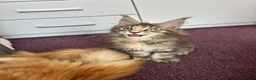 Maine Coon cats for sale: ✨5 Gorgeous GCCF Pure Bred MC kittens  in Burton-on-Trent - Advert 4