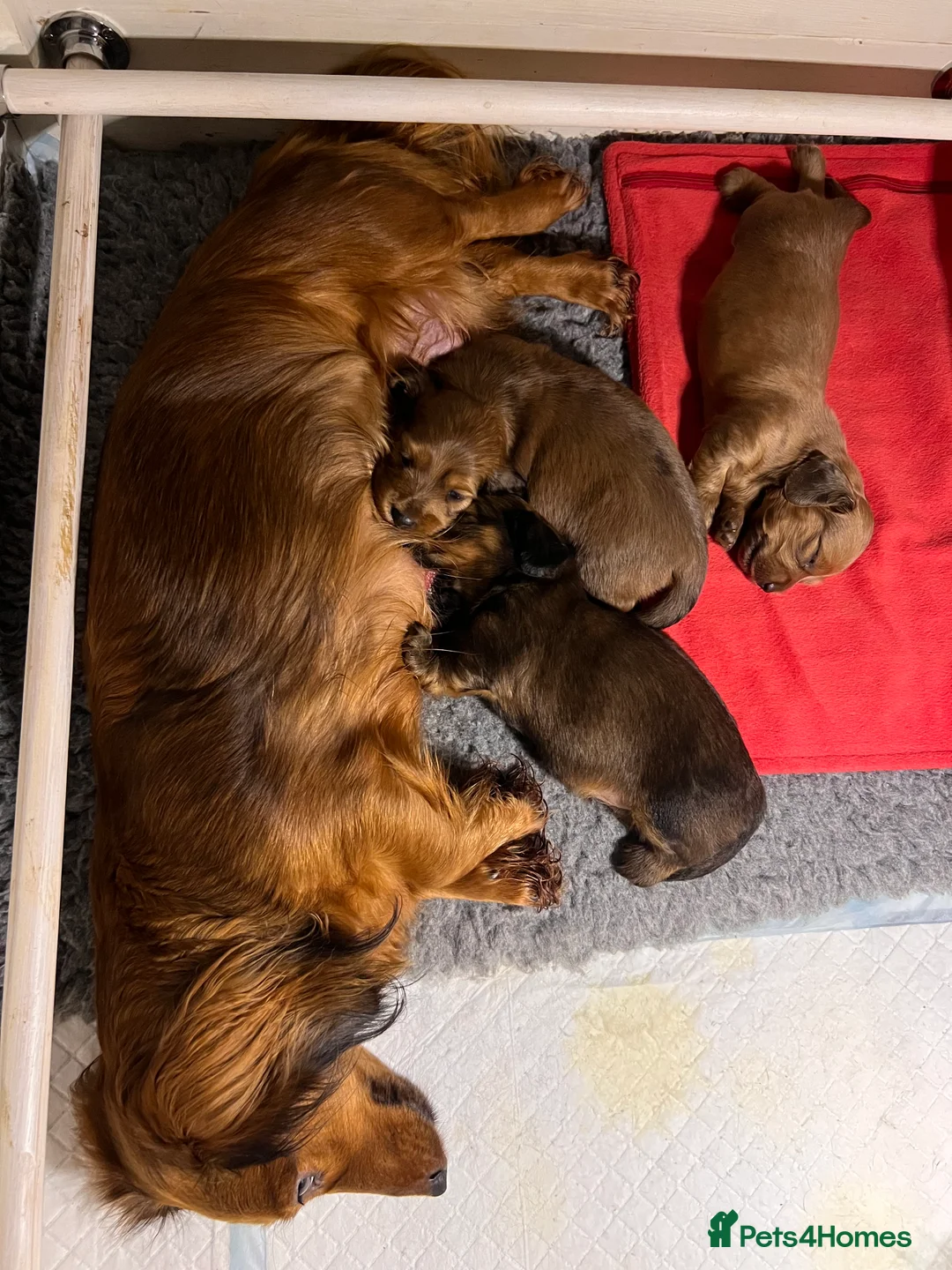 Miniature Dachshund dogs for sale: Red miniature Dachshund puppies  - Advert 10