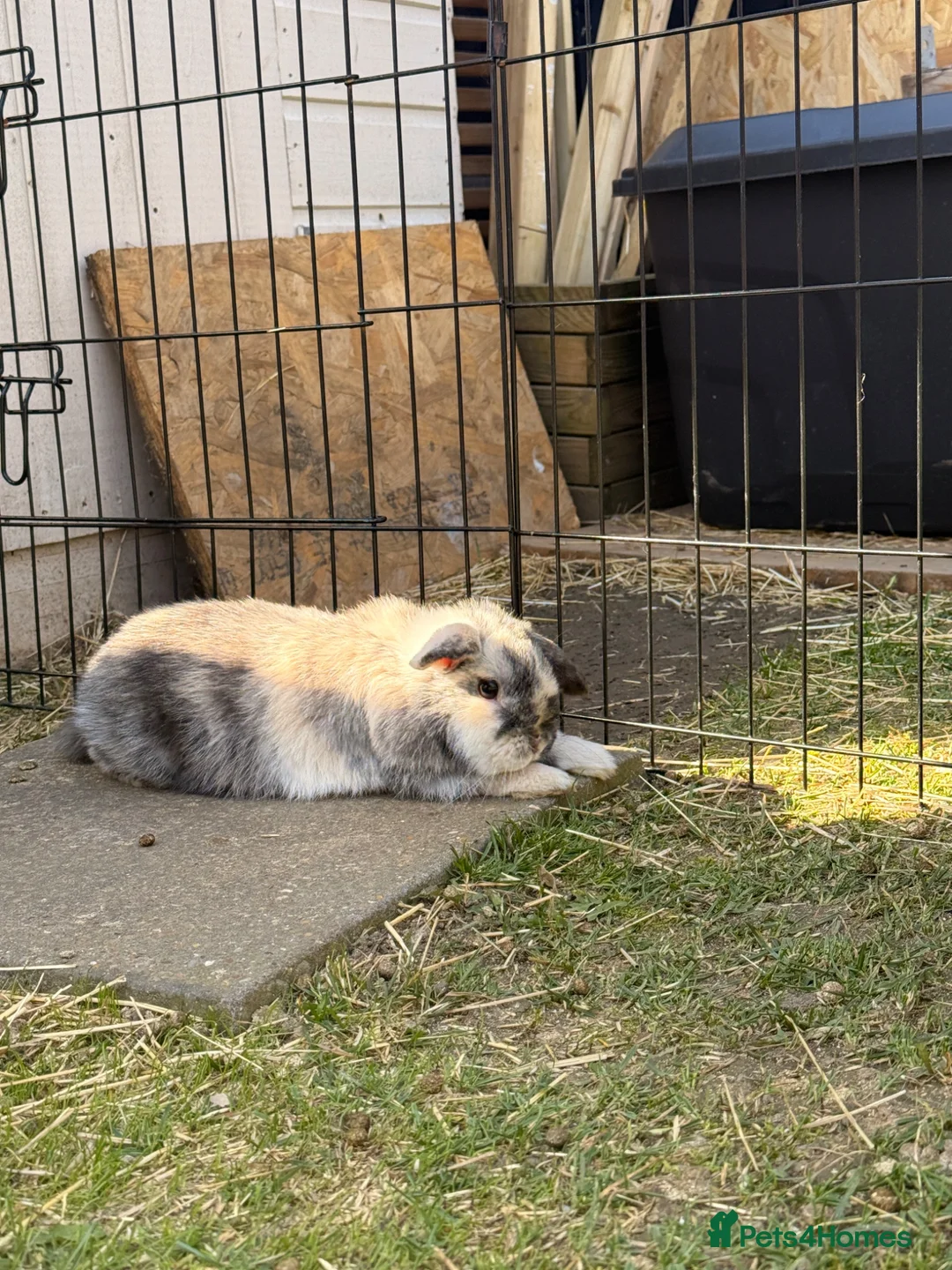 Mini Lop rabbits for sale: Mini lop - Advert 2