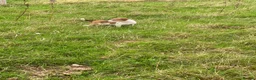 Welsh Collie dogs for sale: Welsh sheepdog puppies for sale  - Advert 5