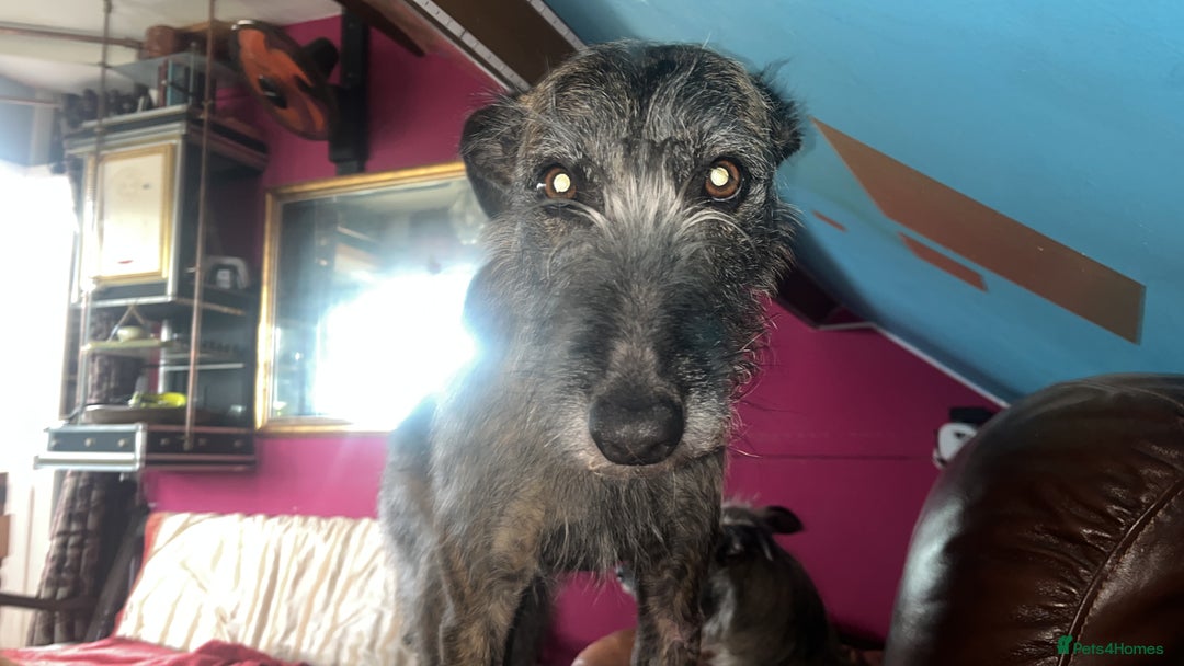 Mixed Breed dogs for sale: Lurcher Siblings - Image 7