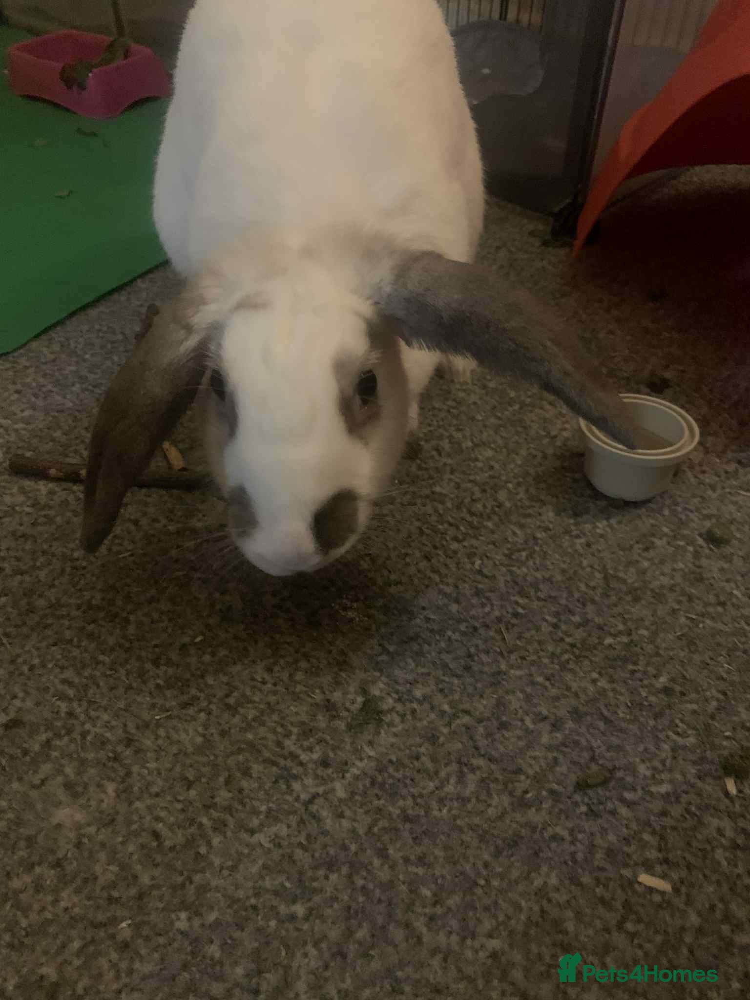 Dwarf Lop rabbits Bonnie - Advert 1