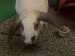 Dwarf Lop rabbits Bonnie - Advert 1