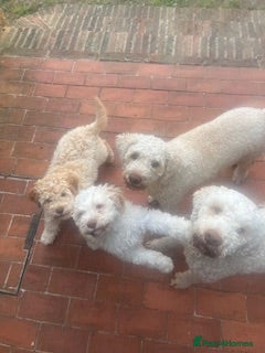 Lagotto Romagnolo dogs 9 week old bitch puppy  - Advert 1
