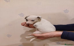 Whippet dogs for sale: Beautiful KC Reg Whippet Puppies - Advert 27