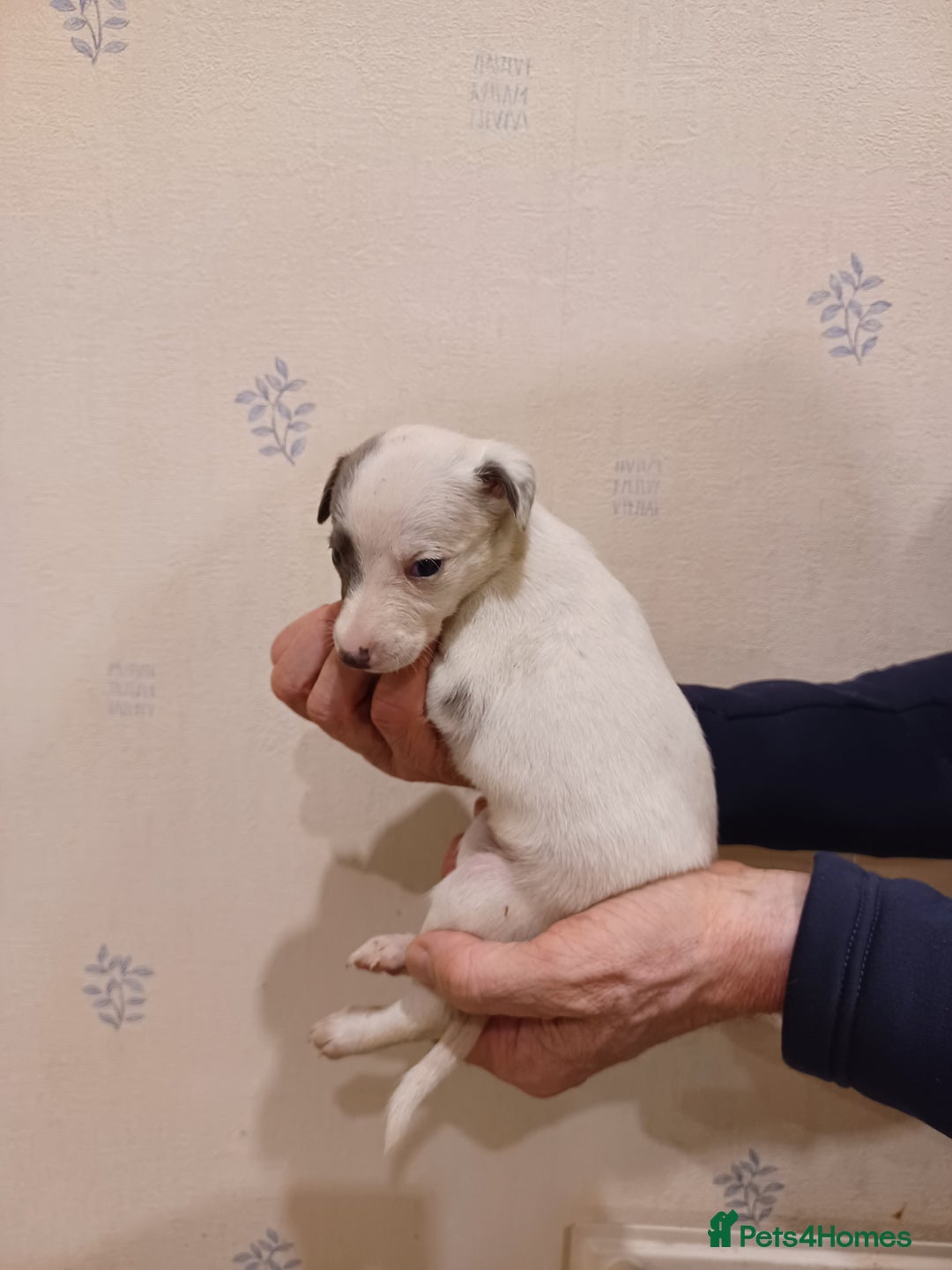 Whippet dogs for sale: Beautiful KC Reg Whippet Puppies - Advert 27