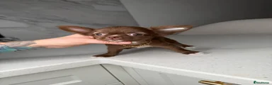 Chihuahua 5