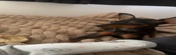 Miniature Pinscher dogs for sale: Miniature pinscher puppies for sale  - Advert 2