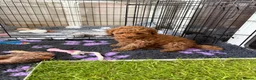 Toy Poodle dogs for sale: KC Registered Toy Poodle Puppies – DNA Clear,  - Advert 40