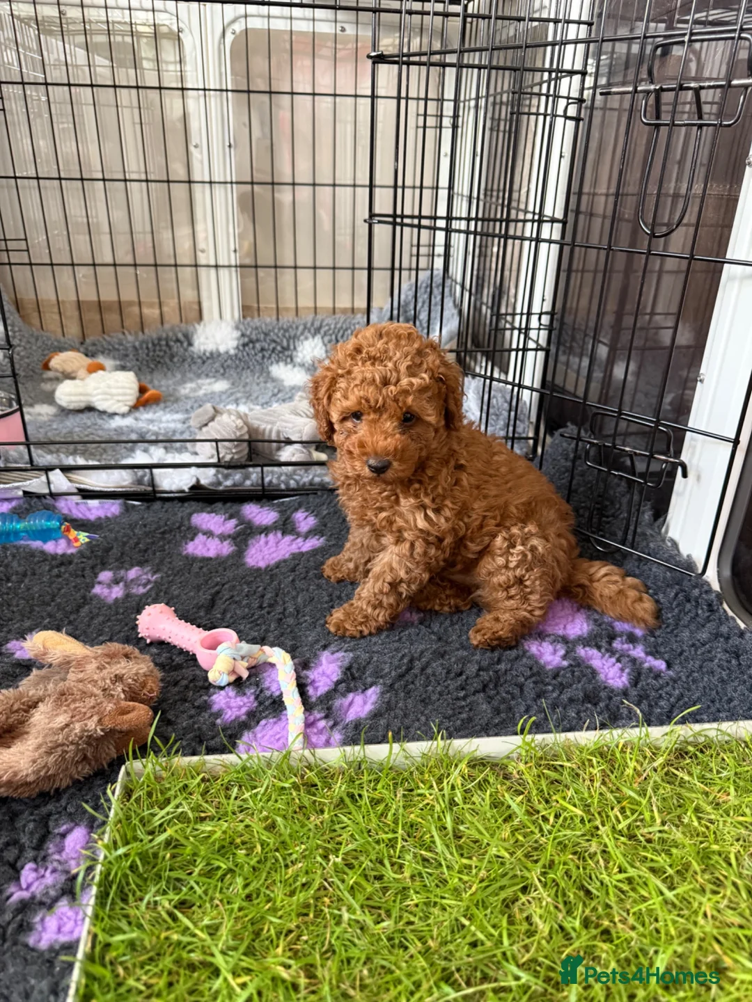 Toy Poodle dogs for sale: KC Registered Toy Poodle Puppies – DNA Clear,  - Advert 40