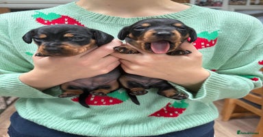 Miniature Dachshund dogs - Advert 16