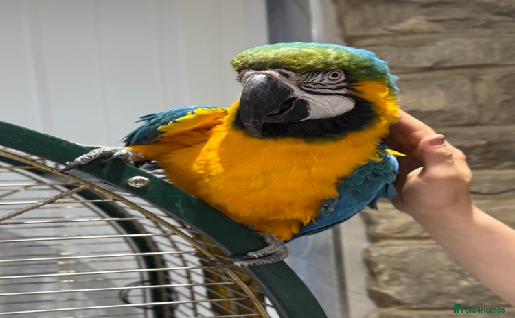 Macaws birds - Advert 1