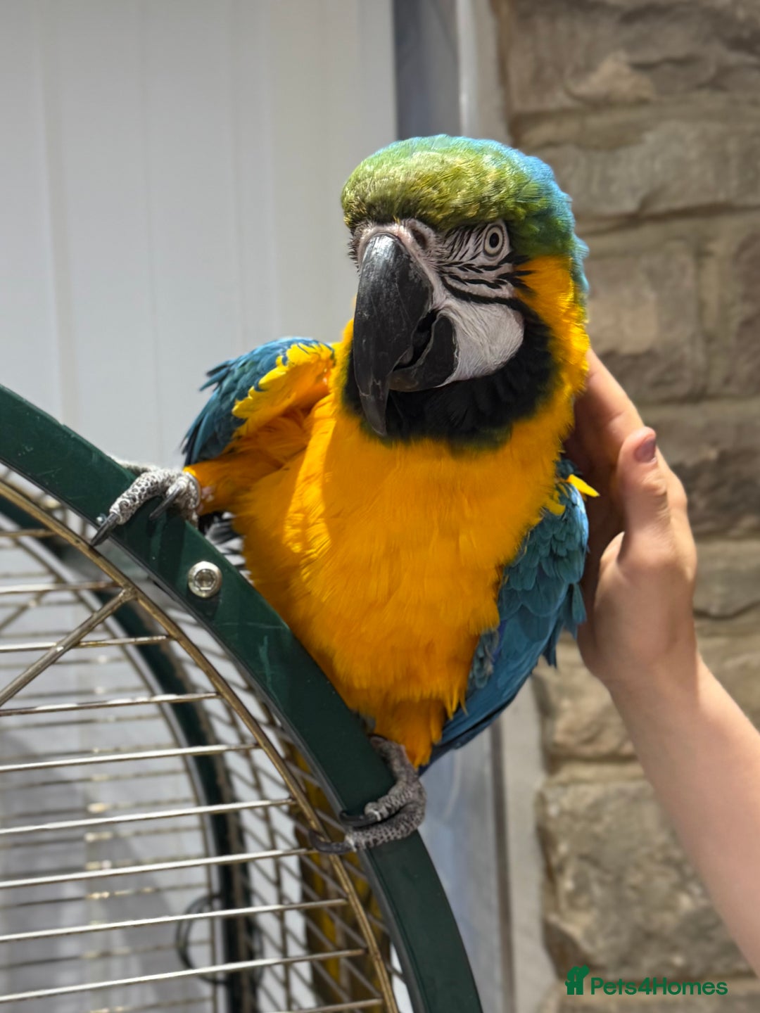 Macaws birds for sale: Blue and Gold Macaw  - Image 1