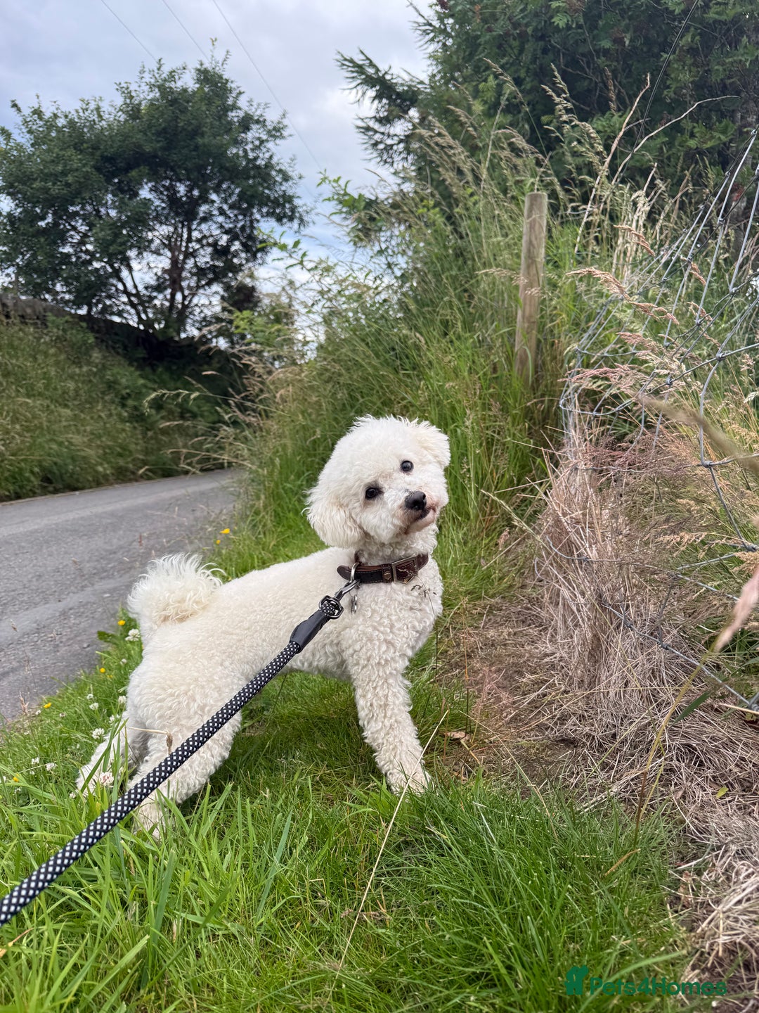 Poochon dogs for sale: Bichon frise x toy poodle (Male-Castrated) - Image 1