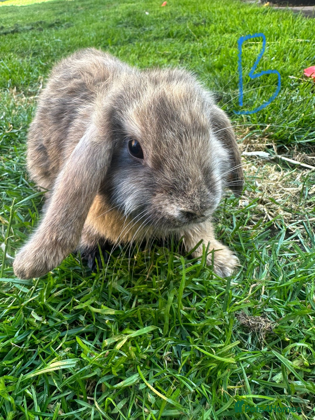 Mini Lop rabbits for sale: Mini Lop Rabbits For Sale  - Image 16