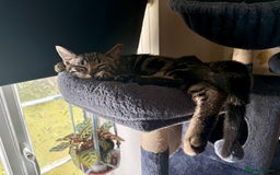 Mixed Breed cats for sale: Tabby  - Image 8