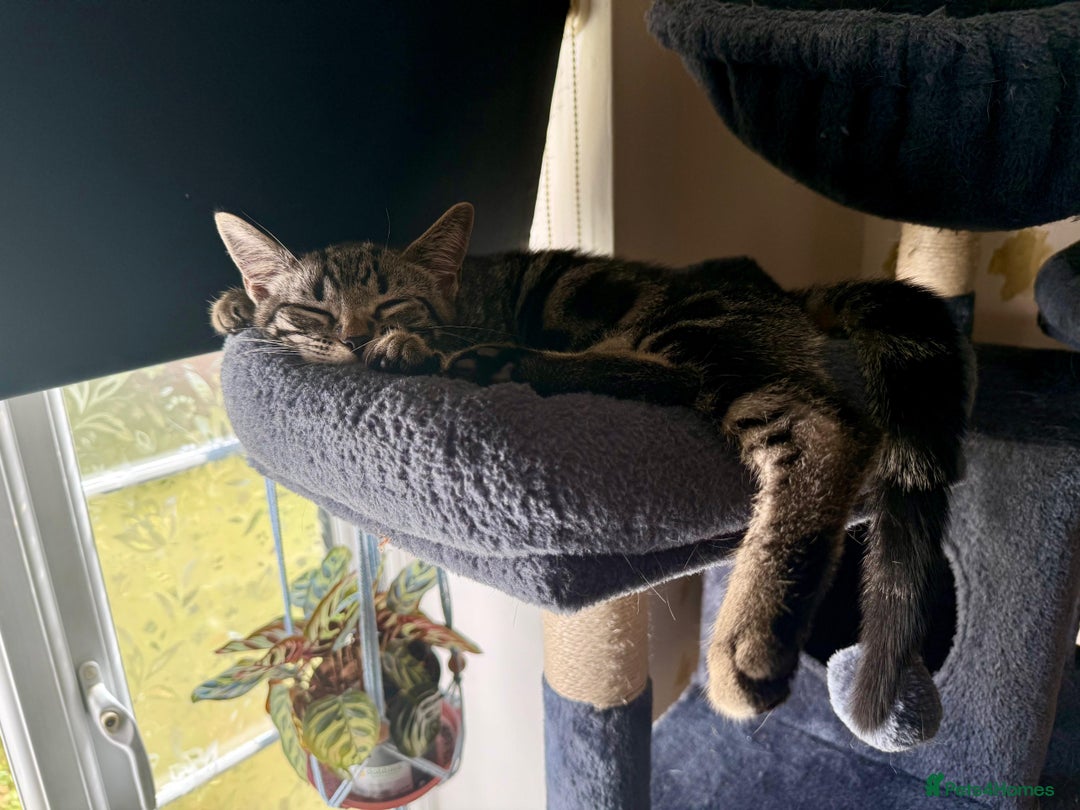 Mixed Breed cats for sale: Tabby  - Image 8