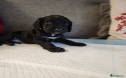 Cocker Spaniel dogs for sale: Cocker Spaniel Puppies🐕🐕 READY 30TH NOVEMBER 💙 - Advert 11