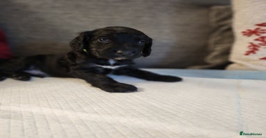 Cocker Spaniel dogs - Advert 8