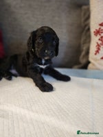 Cocker Spaniel dogs - Advert 8