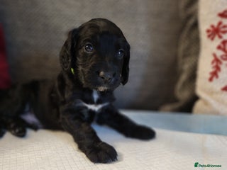 Cocker Spaniel dogs - Advert 12