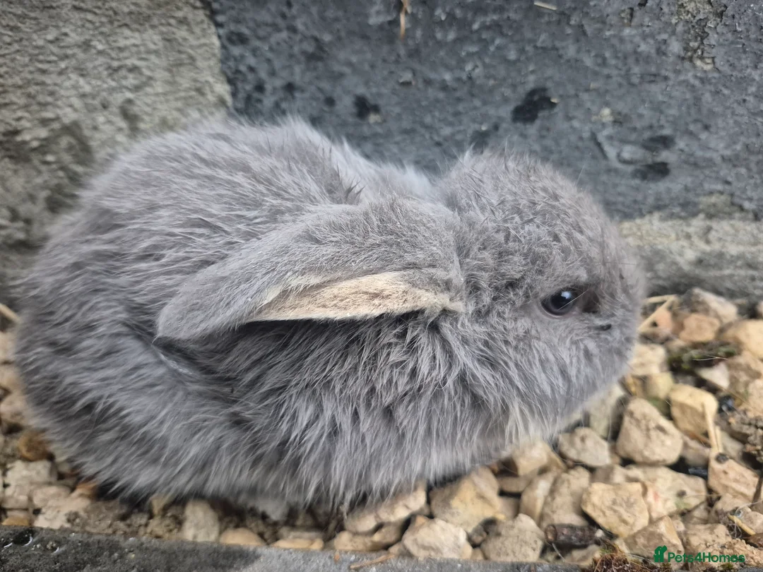 French Lop rabbits for sale: Giant breed french lops pure bred giants - Advert 5